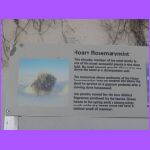 Hoary Rosemarymint Sign.jpg
